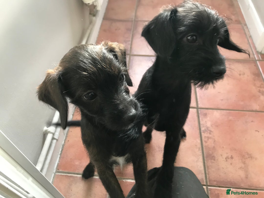Mixed Breed dogs for sale: Bedlington whippet Italian grayhound x  - Advert 15