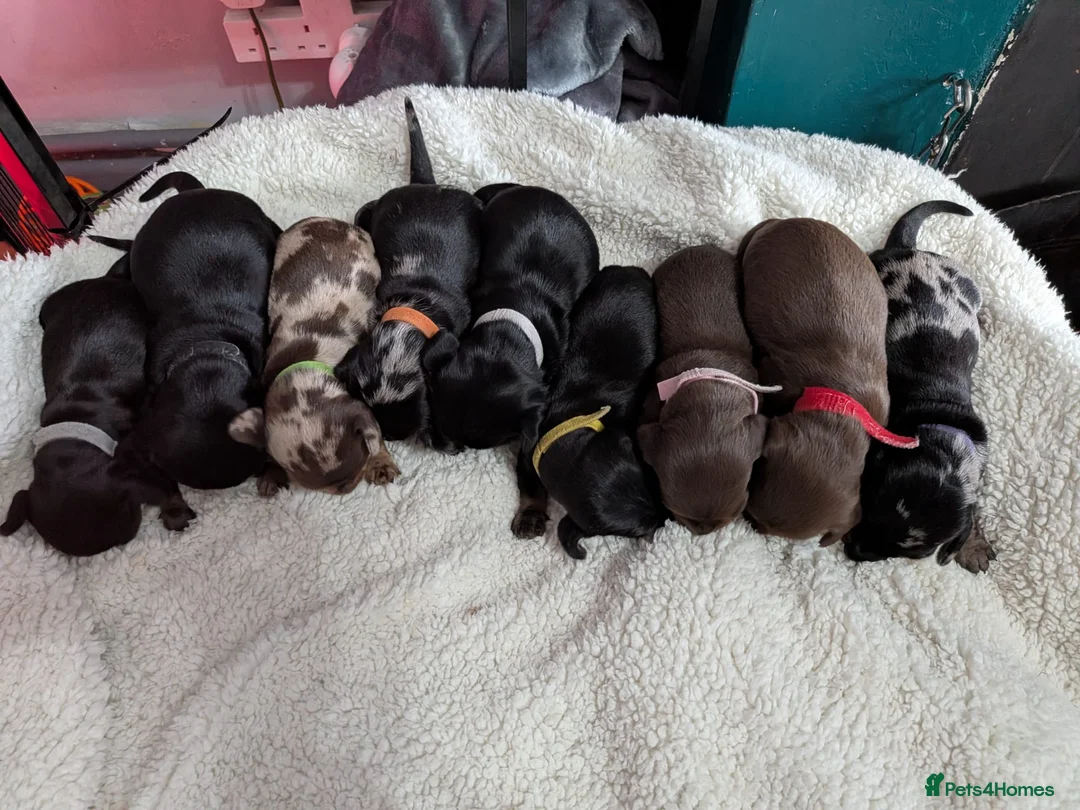 Dachshund dogs for sale: Dachshund puppies - Advert 2