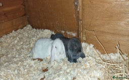 Mini Lop rabbits for sale: Mini lop boys for sale - Image 2