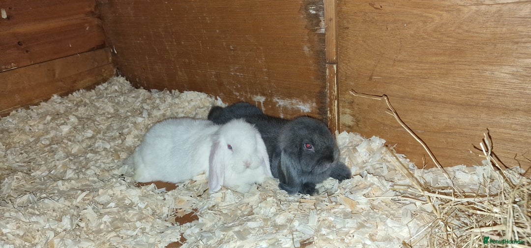 Mini Lop rabbits for sale: Mini lop boys for sale - Image 2