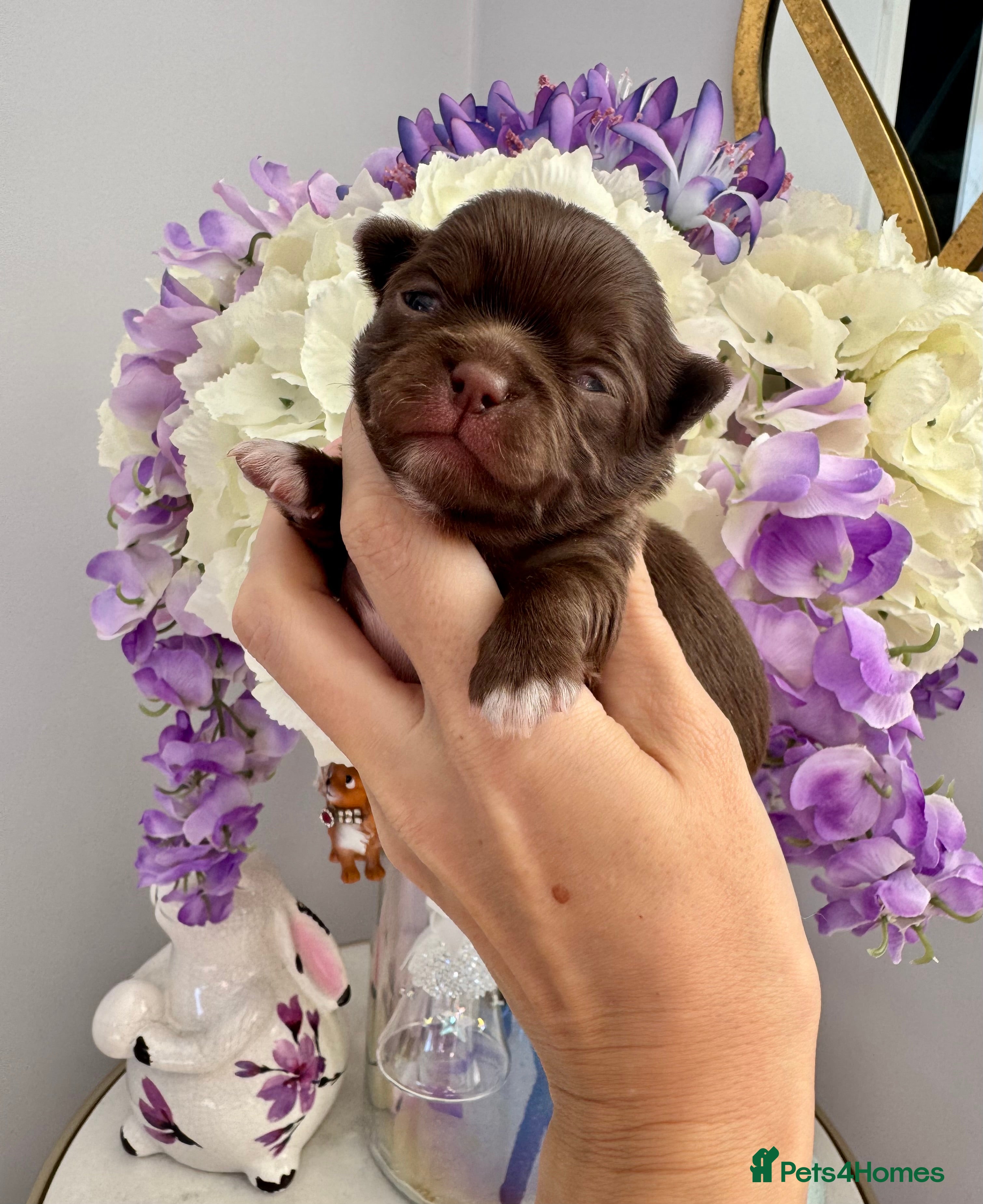 Chihuahua dogs 🤎 Exotic KC LC chocolate chihuahuas 🤎 - Advert 2