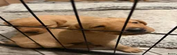 Labrador Retriever dogs for sale: Red fox Labrador puppies for sale  in Shrewsbury - Advert 1