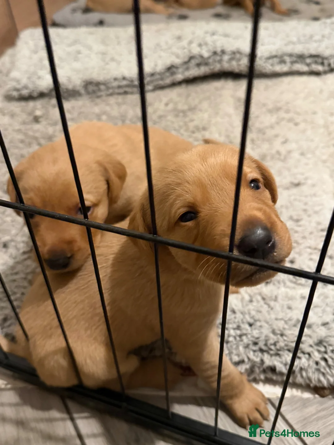 Labrador Retriever dogs for sale: Red fox Labrador puppies for sale  in Shrewsbury - Advert 1