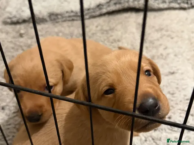 Labrador Retriever dogs for sale: Red fox Labrador puppies for sale - Advert 1