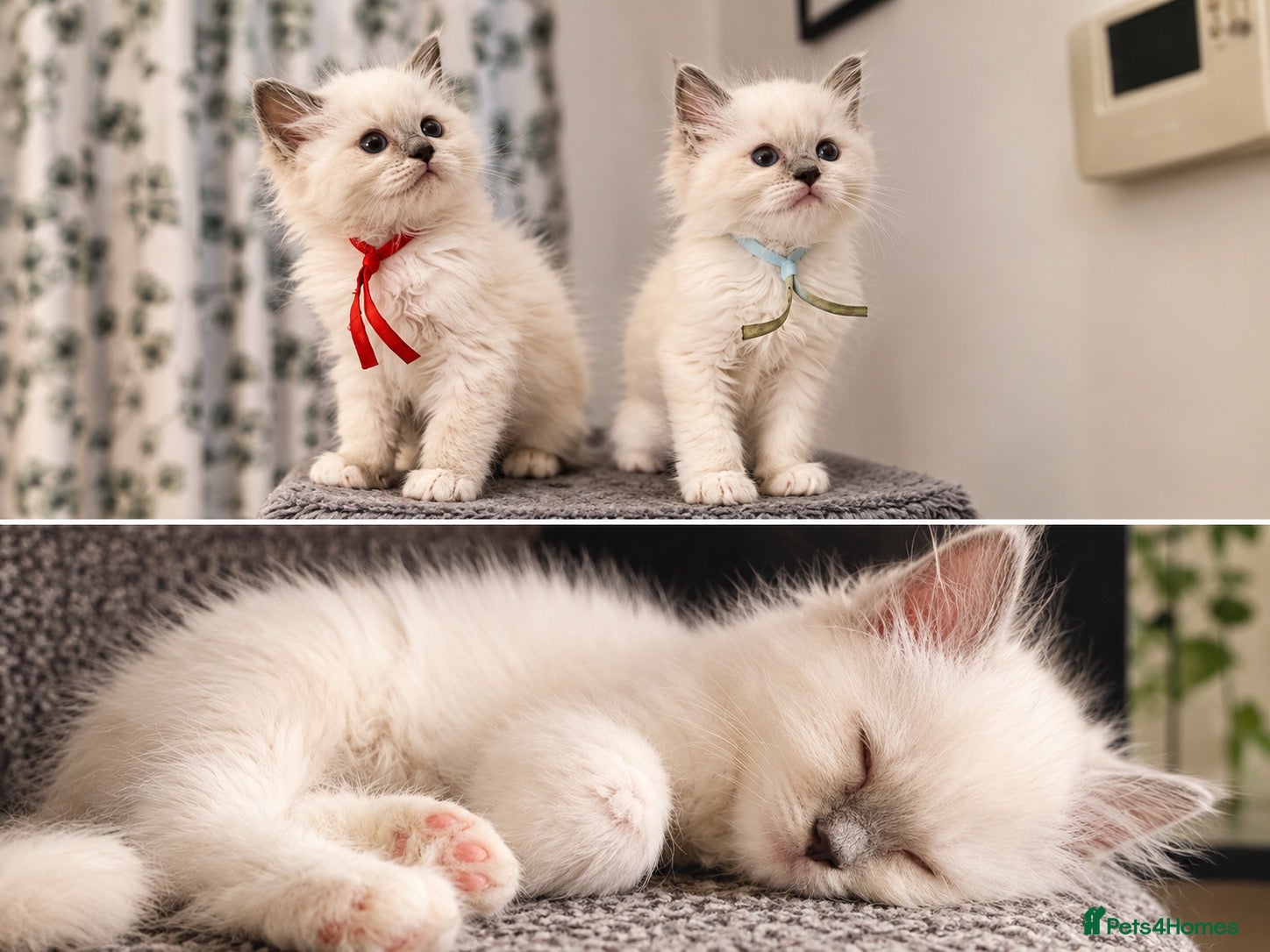 Ragdoll cats 🐾💙 GORGEOUS RAGDOLL KITTENS  - Advert 15