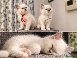Ragdoll cats 🐾💙 GORGEOUS RAGDOLL KITTENS - Advert 15