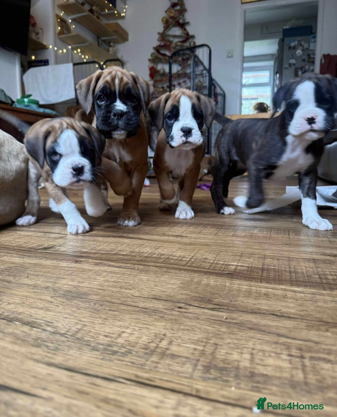 Boxer dogs for sale:  ⭐️ Fully health checked KC registered ⭐️ - Advert 10