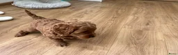 Cockapoo dogs for sale: Adorable Cockapoo Puppies Ready for Loving Homes in Leeds - Advert 7