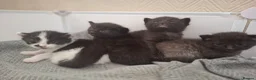 Mixed Breed cats for sale: 4 gorgeous kittens looking for their forever homes - Advert 6