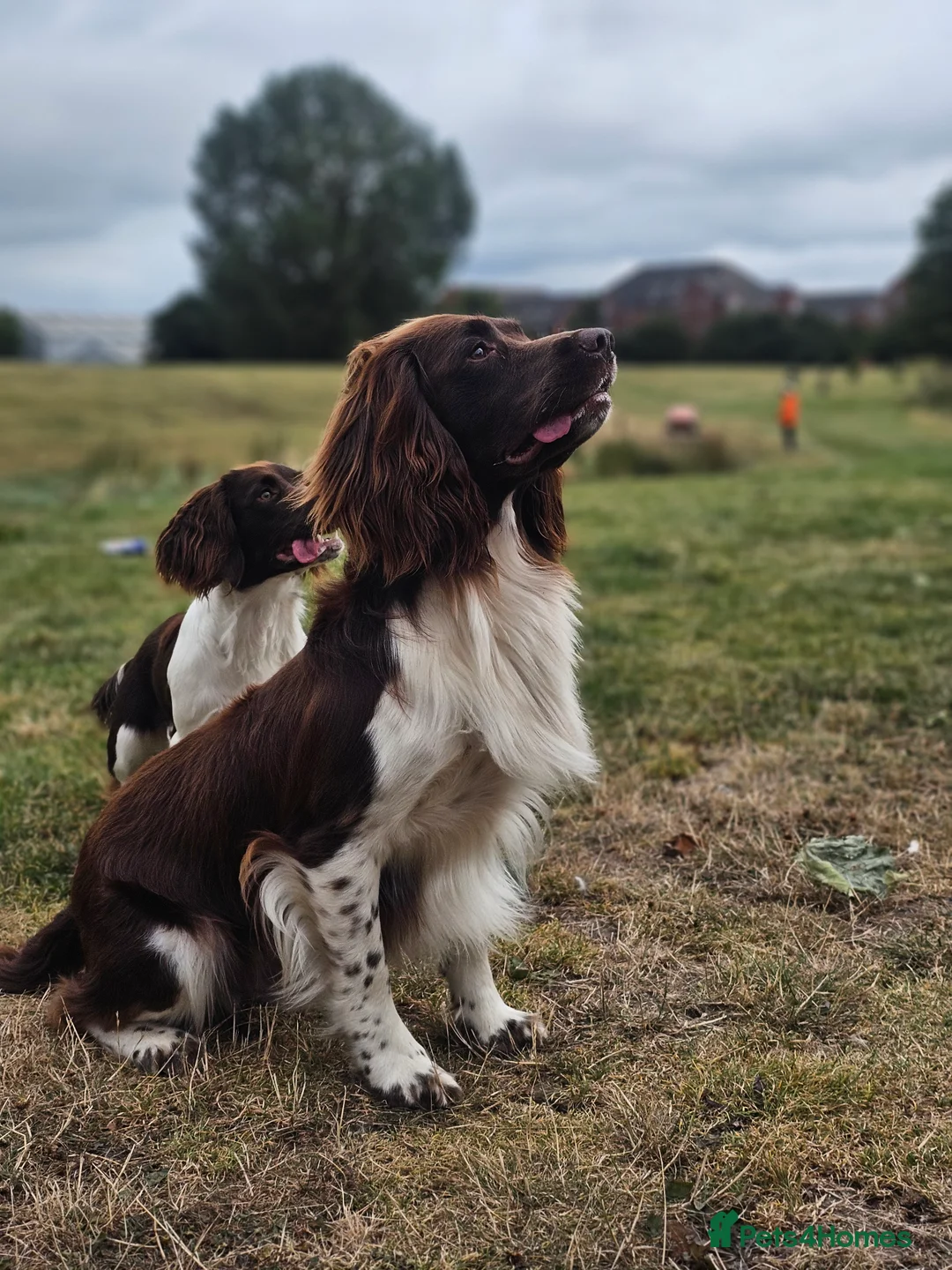 English Springer Spaniel dogs for stud: English Springer Spaniel Stud  in Derby - Advert 4