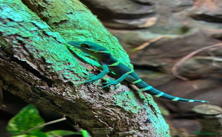 Gecko reptiles - Advert 1