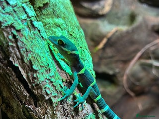 Gecko reptiles - Advert 29