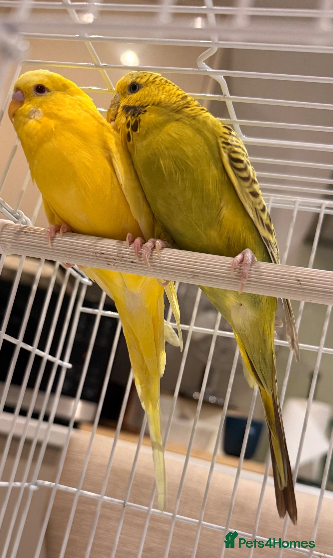 Budgerigars birds  SOLD Bonded 5 month old budgies, male & female  - Advert 1