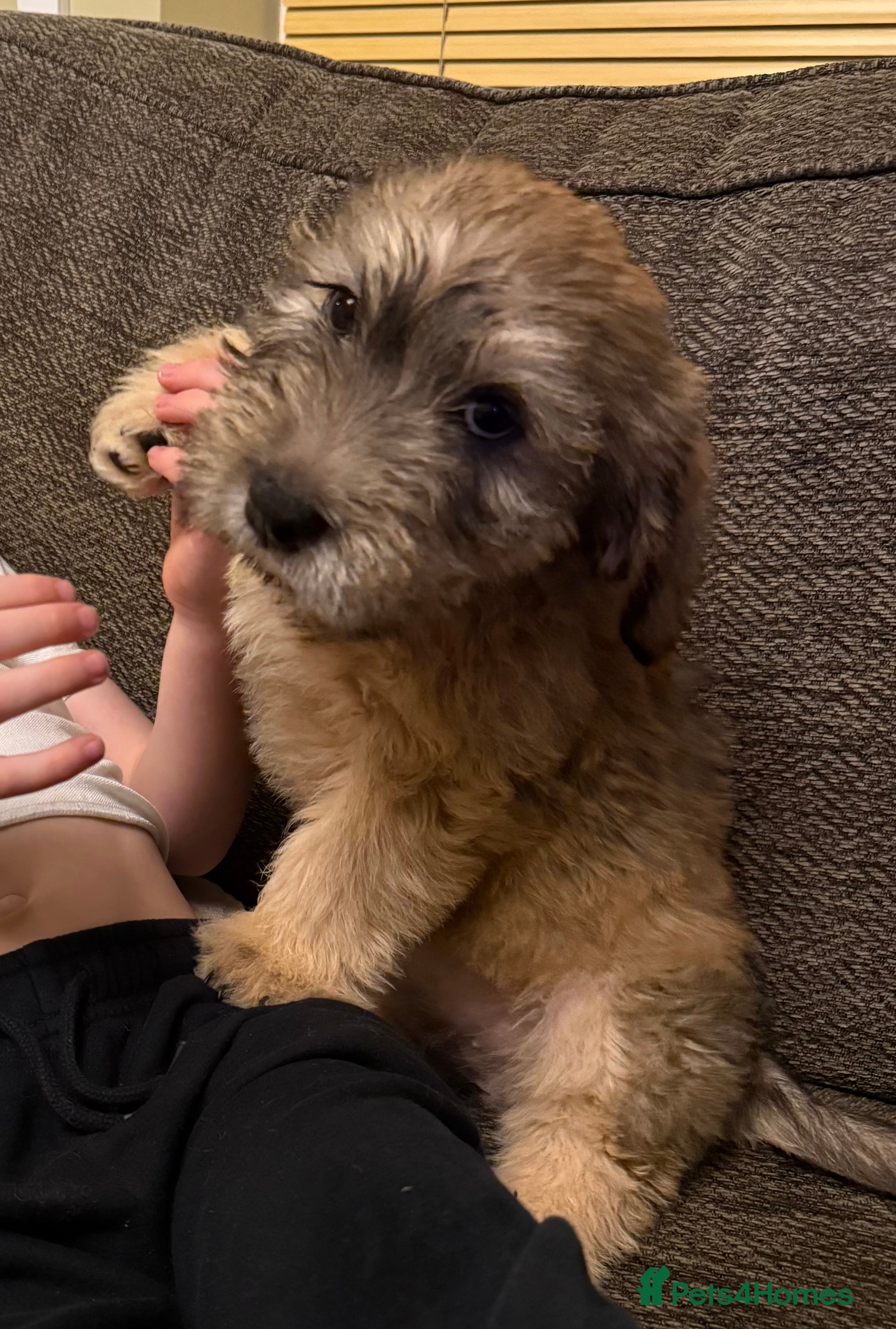 Glen of Imaal Terrier dogs Glen of Imaal terrier puppies - Advert 1