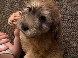 Glen of Imaal Terrier dogs for sale: Glen of Imaal terrier puppies - Advert 1