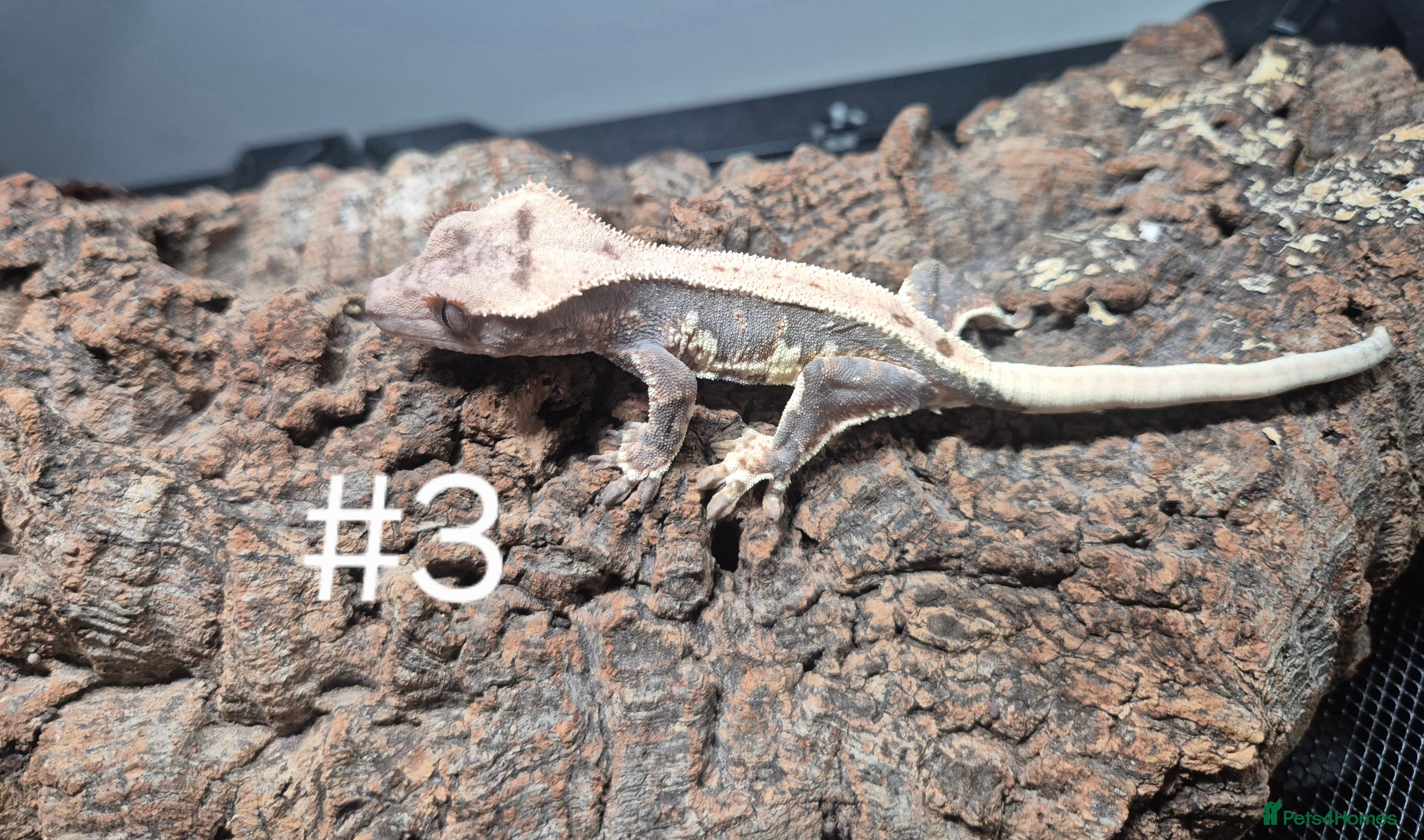 Gecko reptiles Crested geckos - Advert 6