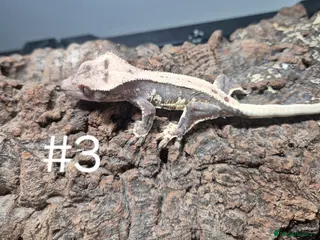 Gecko reptiles Crested geckos - Advert 6