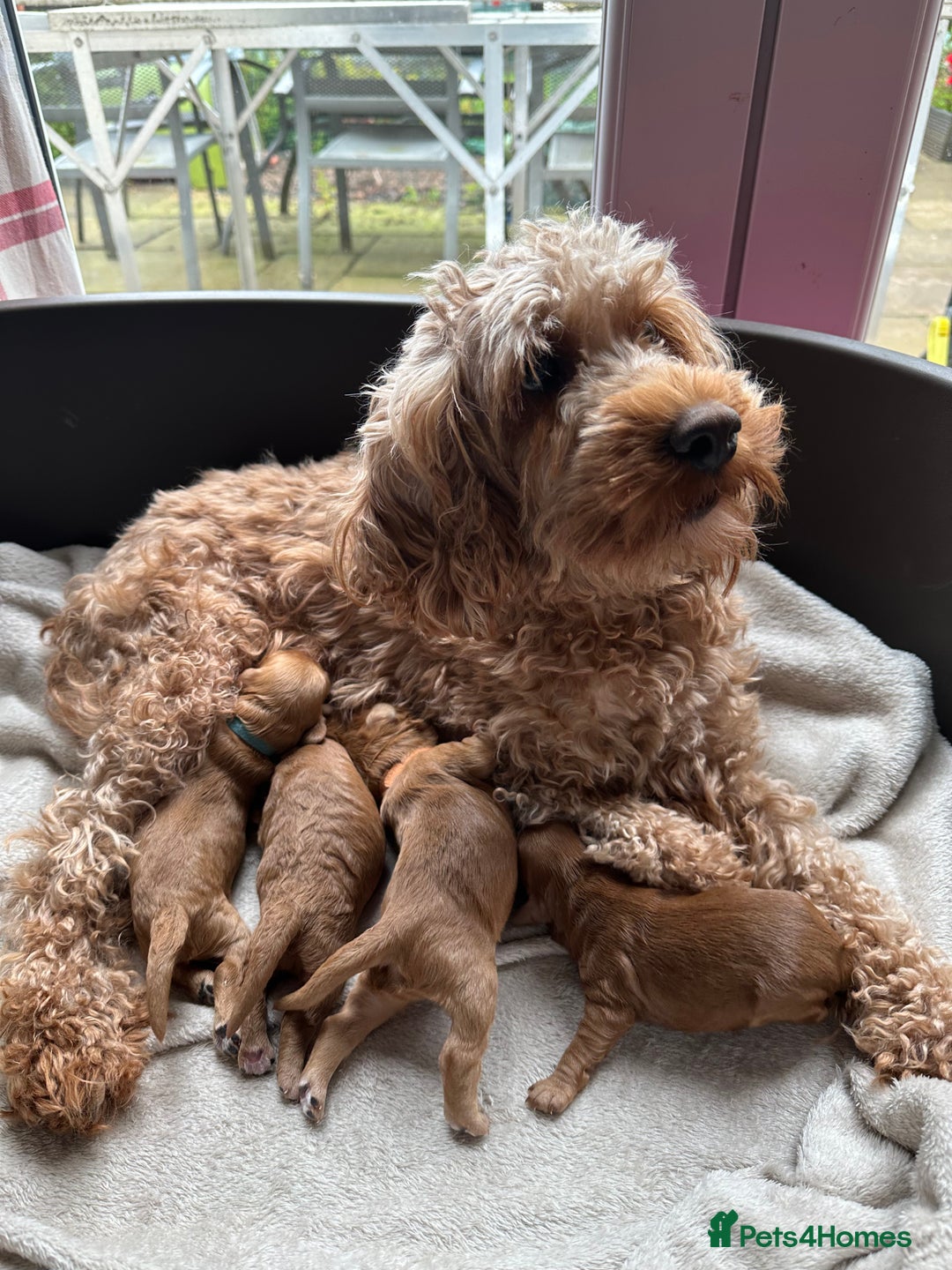Cockapoo dogs for sale: F2B Cockapoos due 23rd Dec - Advert 12