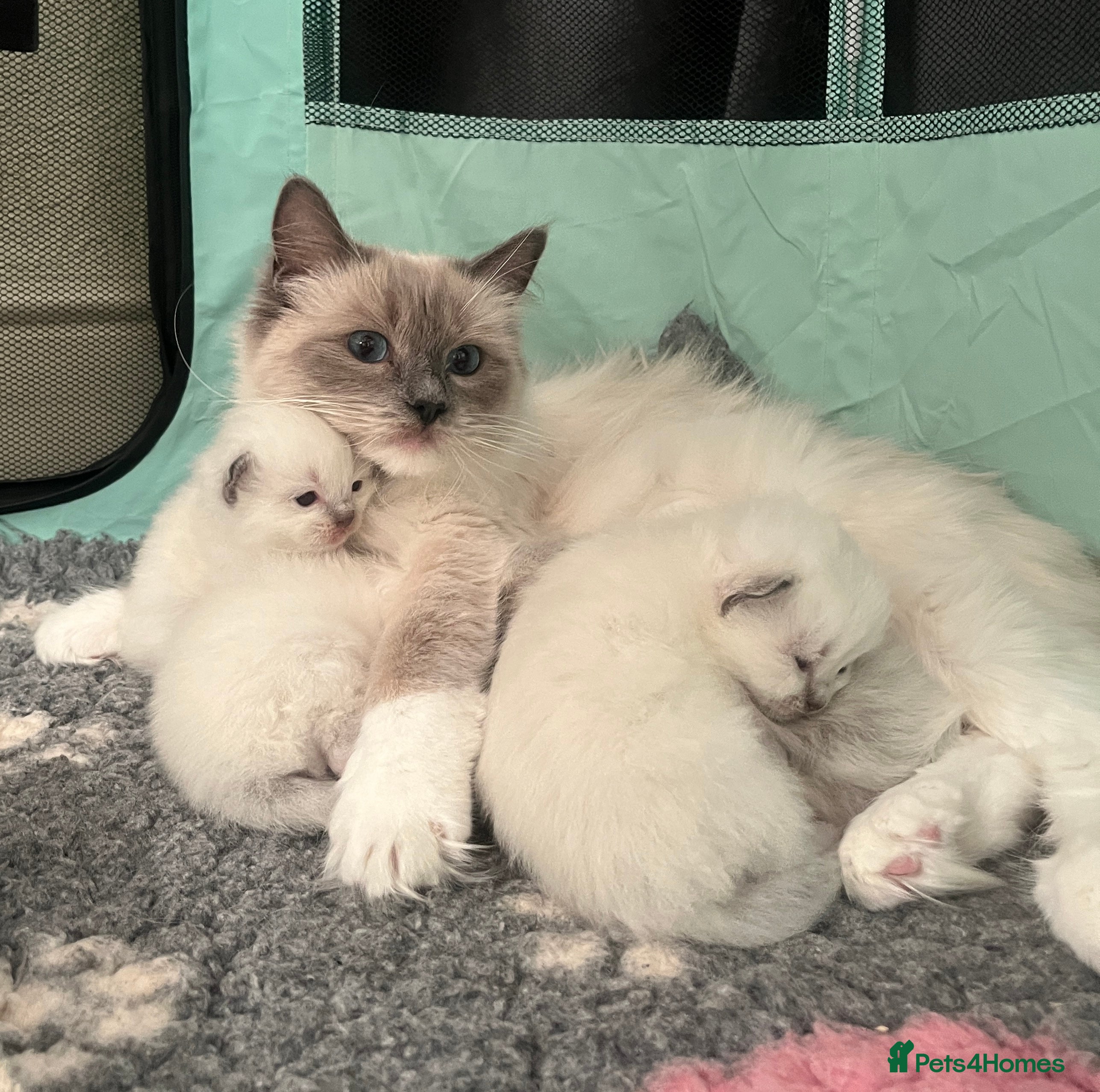 Ragdoll cats for sale: GCCF Registered Ragdoll Kittens  - Advert 3