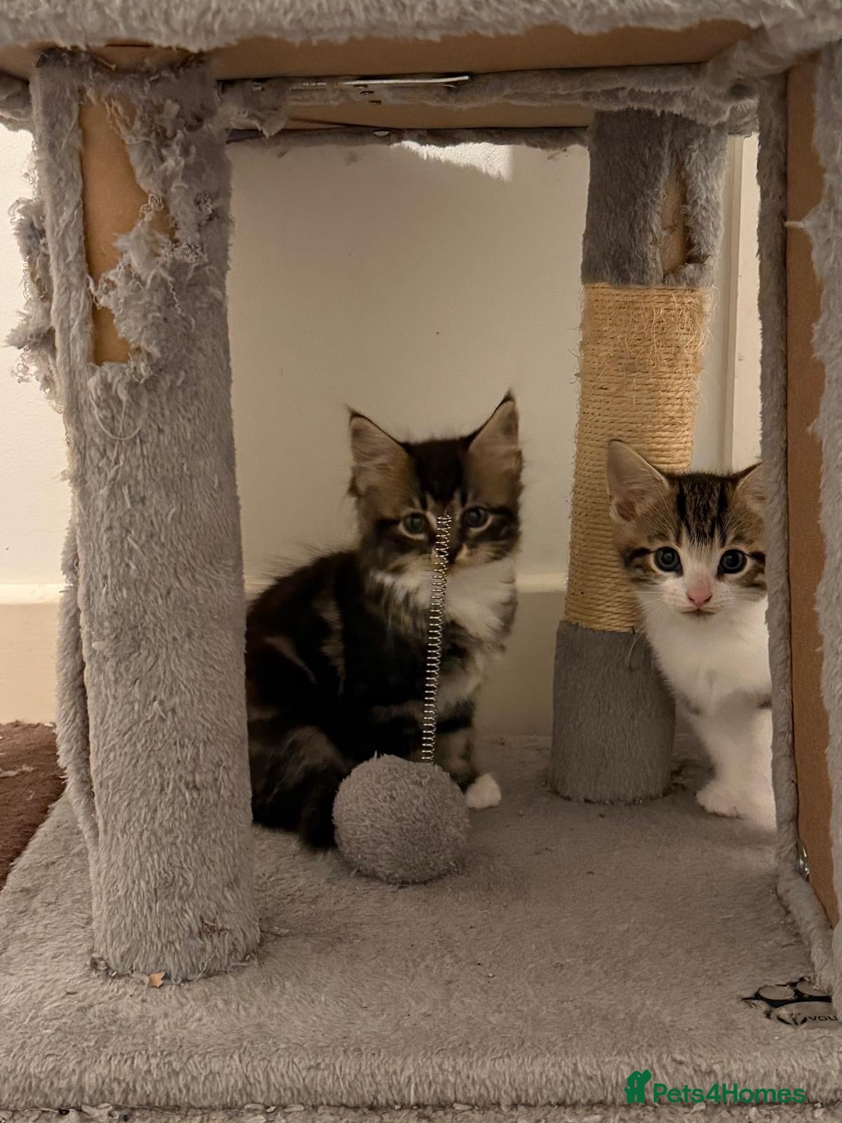 Mixed Breed cats Beautiful kittens looking for their perfect family - Advert 4