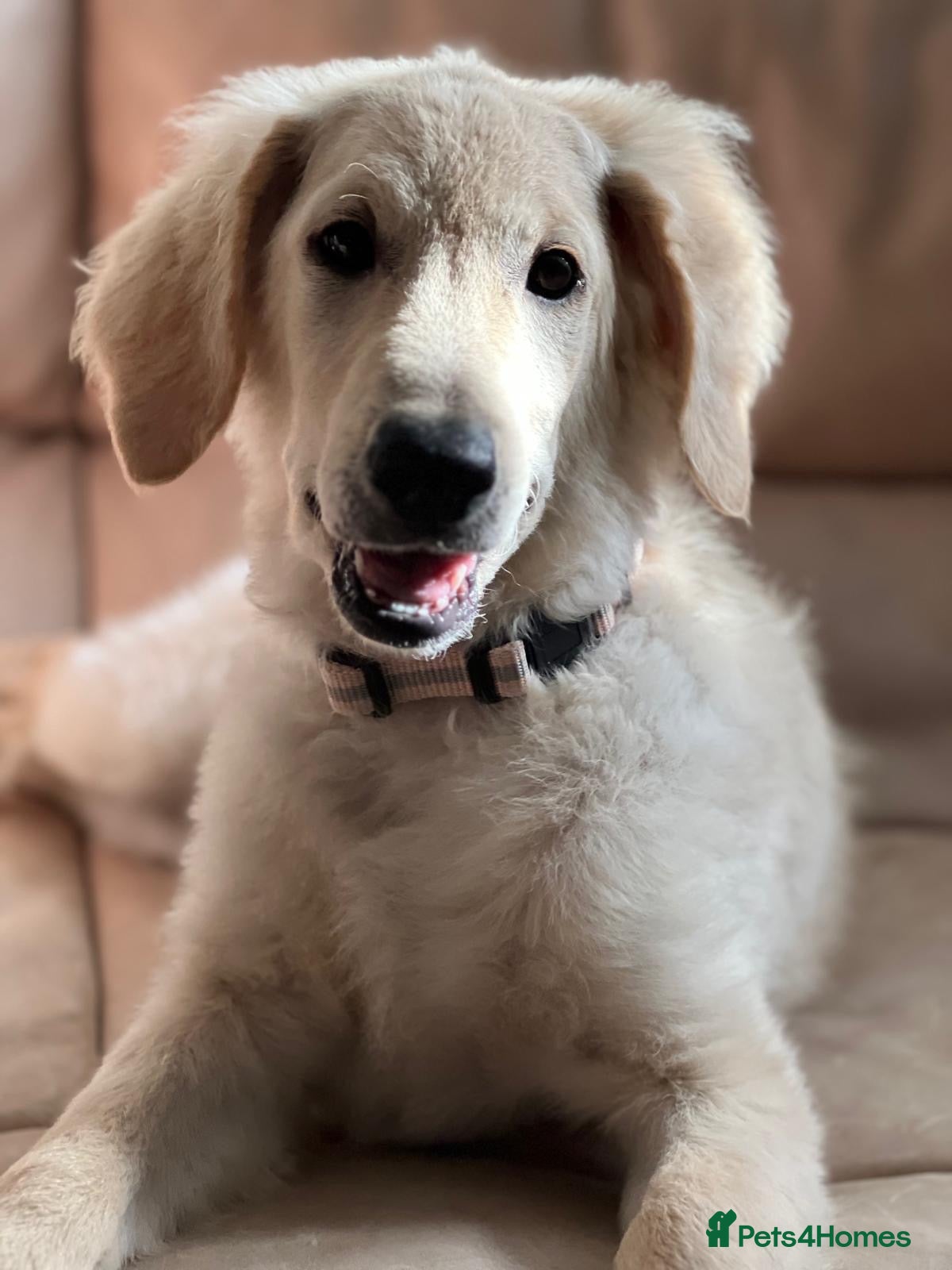 Goldendoodle dogs Lovely girl puppy!!!  - Advert 10