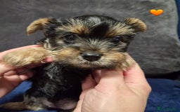 Yorkshire Terrier dogs for sale: Yorkshire terrier puppies (3 girls) - Image 19