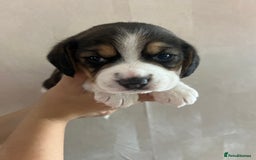 Beagle dogs for sale: Gorgeous beagles KC registered  - Image 4