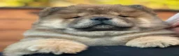 Chow Chow dogs for sale: Kc Registered Chow Chow Pups - Advert 7
