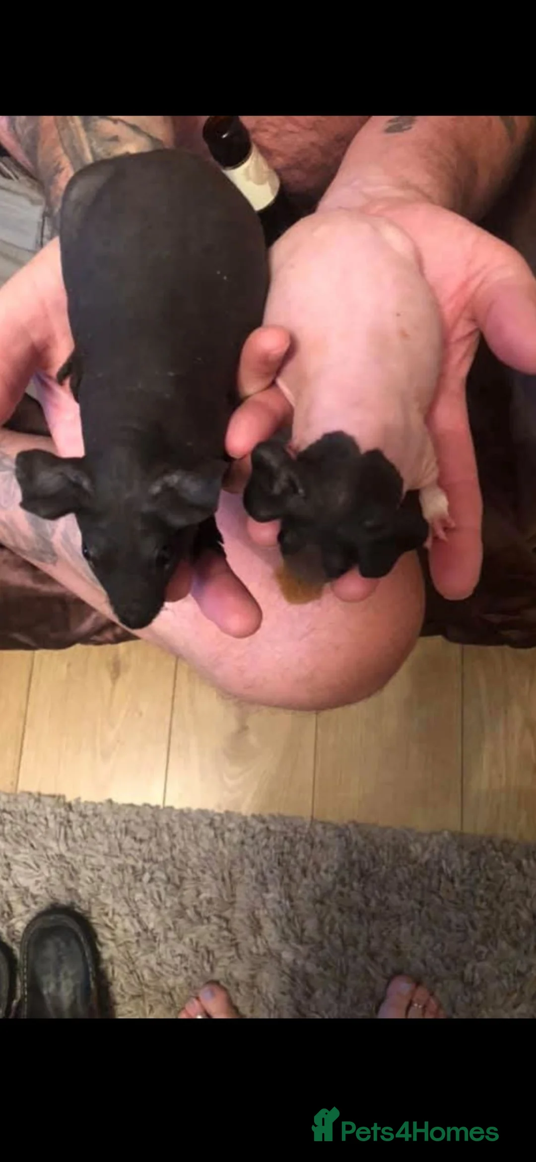 Guinea Pig rodents for sale: Skinny/warewolf guinea pigs  - Advert 1