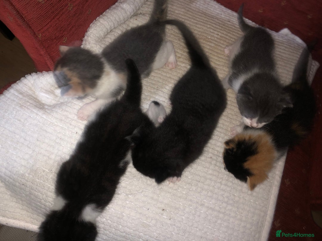 Mixed Breed cats for sale: 5 kittens for sale - Image 13