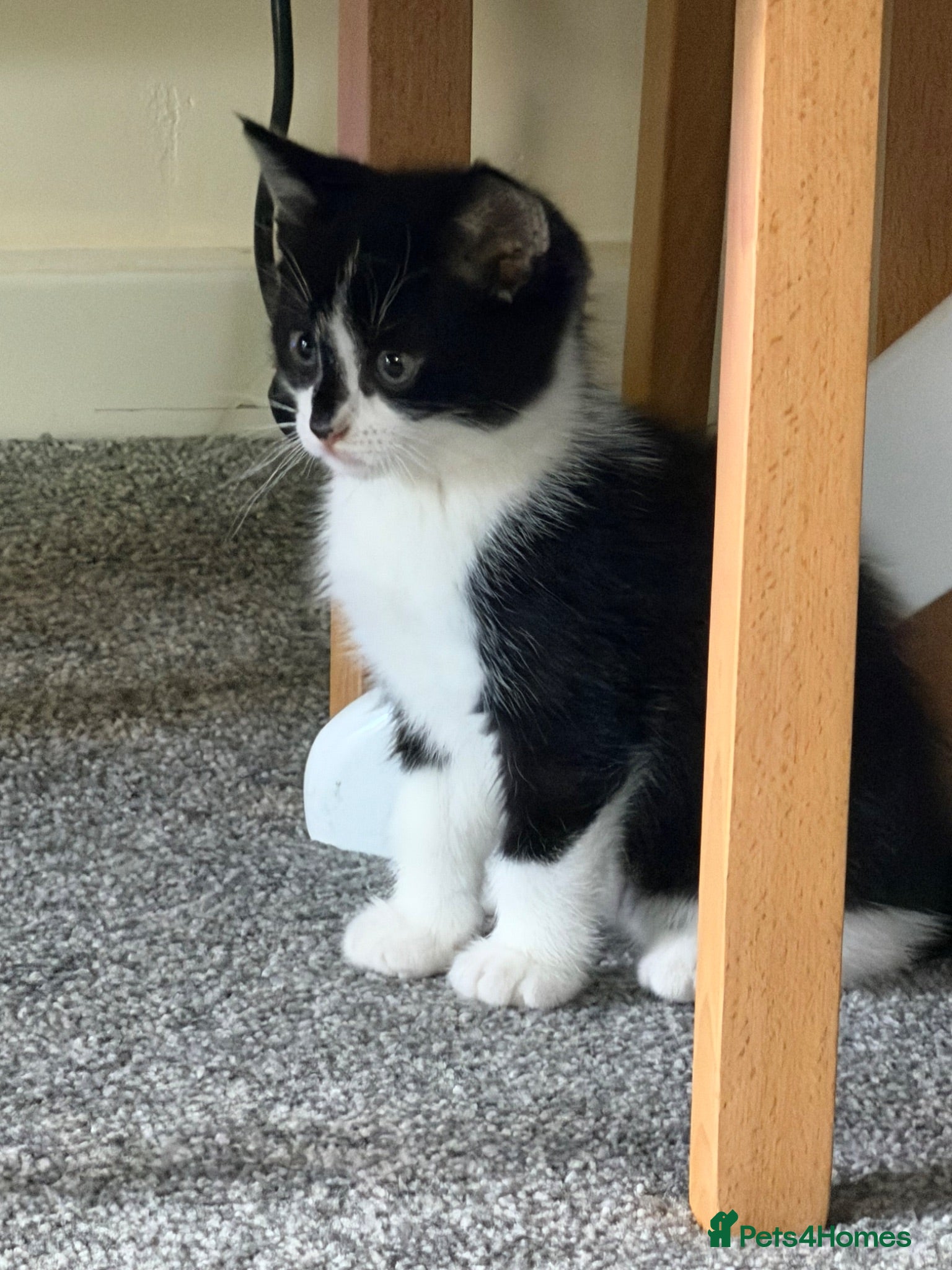 Mixed Breed cats 🐾READY TO GO 🐾Looking for forever home🐾 - Advert 4