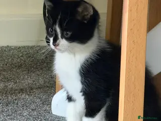Mixed Breed cats 🐾READY TO GO 🐾Looking for forever home🐾 - Advert 4
