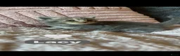 Mixed Breed cats for sale: 🩵🩷…7 stunning kittens…🩷🩵 - Advert 23