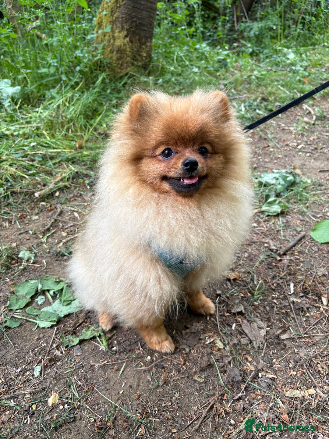 Pomeranian dogs for sale: 6 month old pomeranian  - Image 15