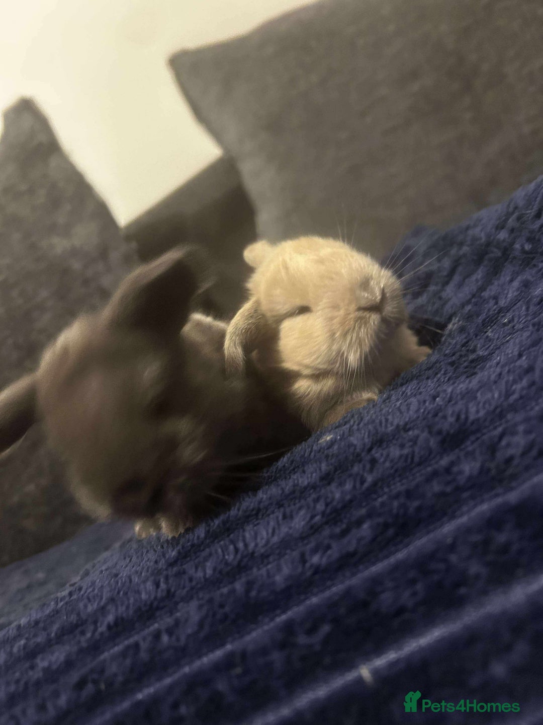 Mini Lop rabbits for sale: READY TO RESERVE  - Advert 3