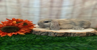 Mini Lop rabbits - Advert 14