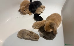 Mini Lion Lop rabbits for sale: Baby mini lion head x loop eared  - Advert 2
