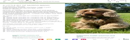 Cocker Spaniel dogs for sale: Kc registered show cocker spaniel malli & mungo  - Advert 10
