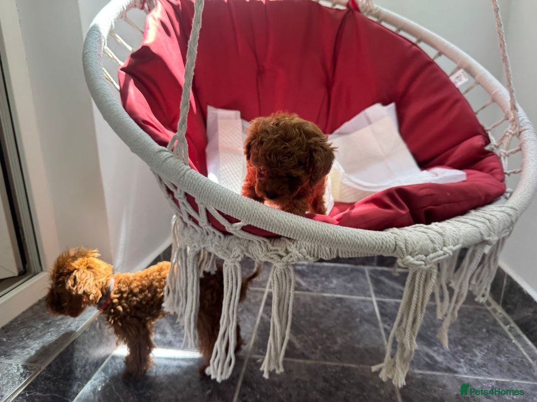 Toy Poodle dogs for sale: Poodle Toy Puppy calm, gentle, with full doc. - Image 17