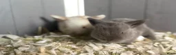 Mini Lop rabbits for sale: Beautiful mini lop babies  - Advert 9
