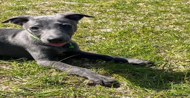 Whippet dogs for sale in Presteigne - Advert 7