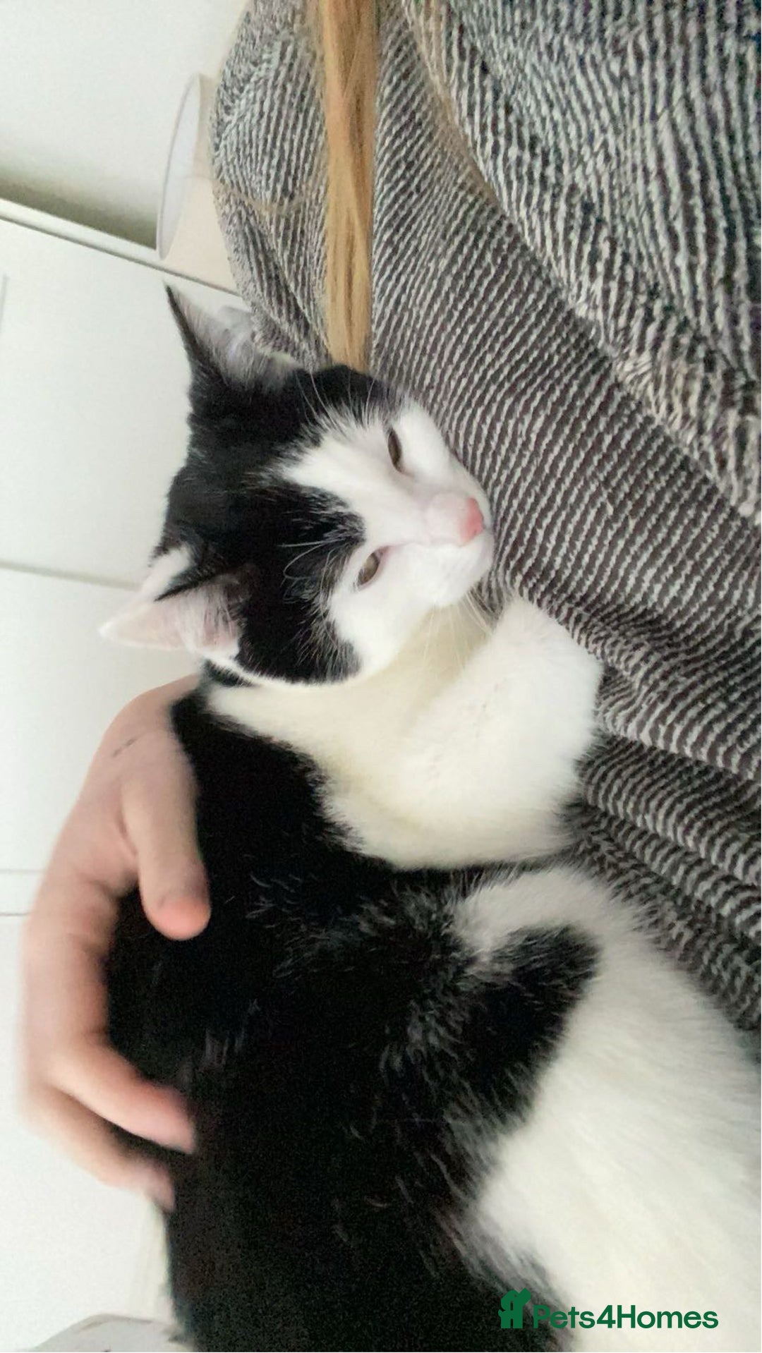 Domestic Shorthair cats for sale: Susie - Image 2