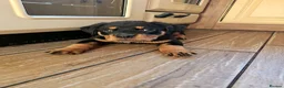 Rottweiler dogs for sale: Strong working line Rottweiler pups for sale in Dartford - Advert 17