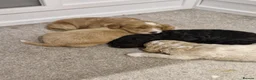Sproodle dogs for sale: Male sproodle puppy in Rotherham - Advert 12