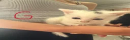 Mixed Breed cats for sale: 4x tabby kittens 3x white and grey kittems - Advert 5