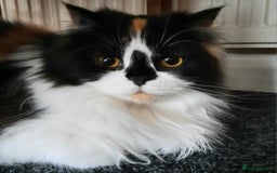 Scottish Fold cats for sale: SOLD----TICA Registered Scottish Straight Neutered - Image 1