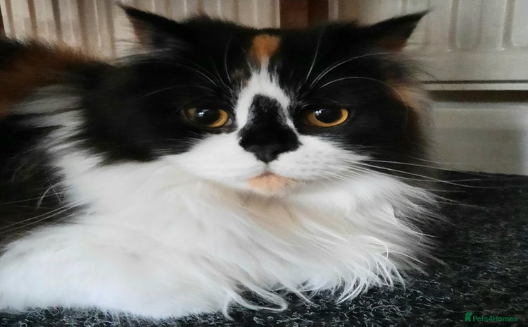 Scottish Fold cats - Advert 1