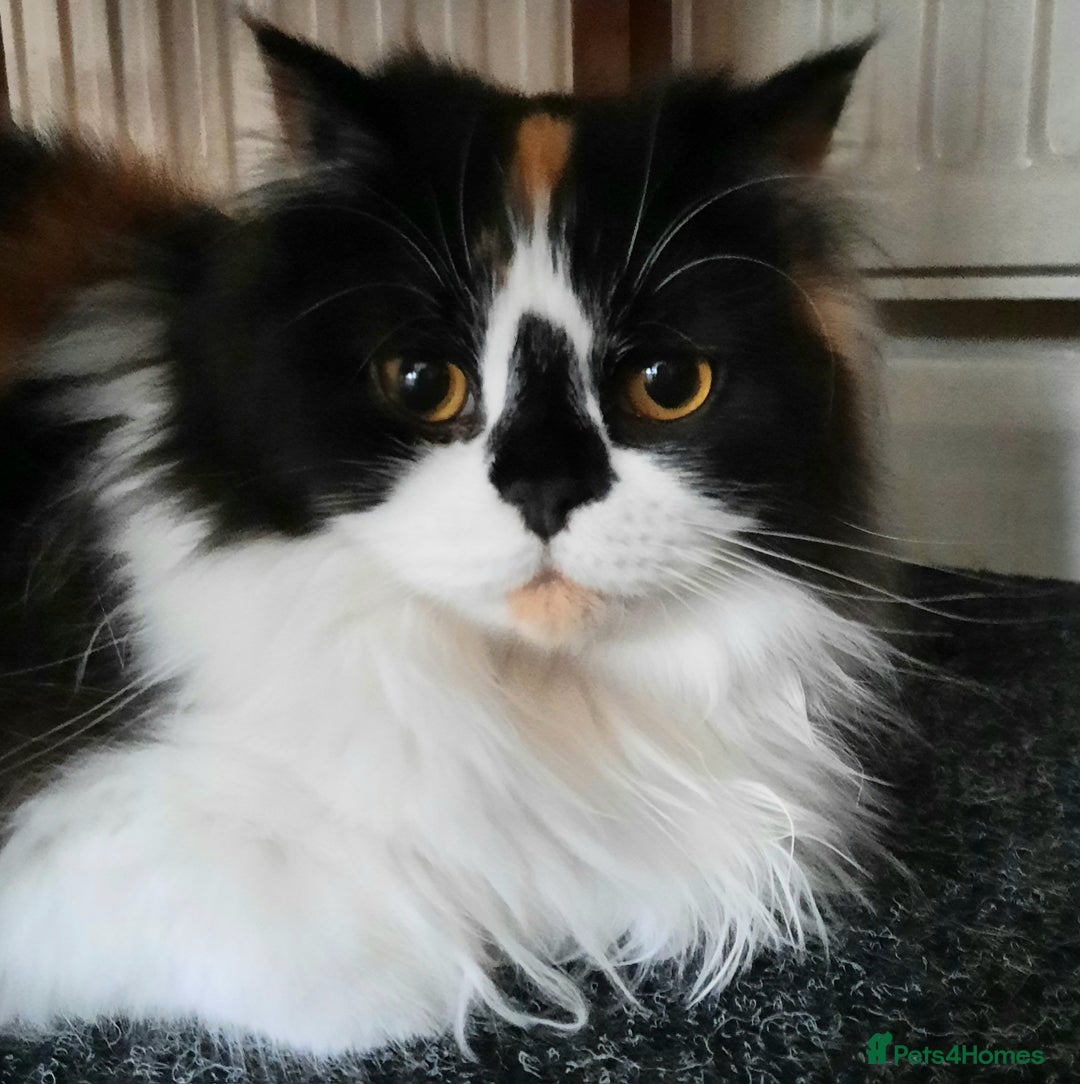 Scottish Fold cats for sale: SOLD----TICA Registered Scottish Straight Neutered - Image 1