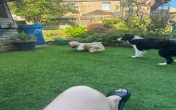 Border Collie dogs for sale: Border collie ( Cali )  - Image 3