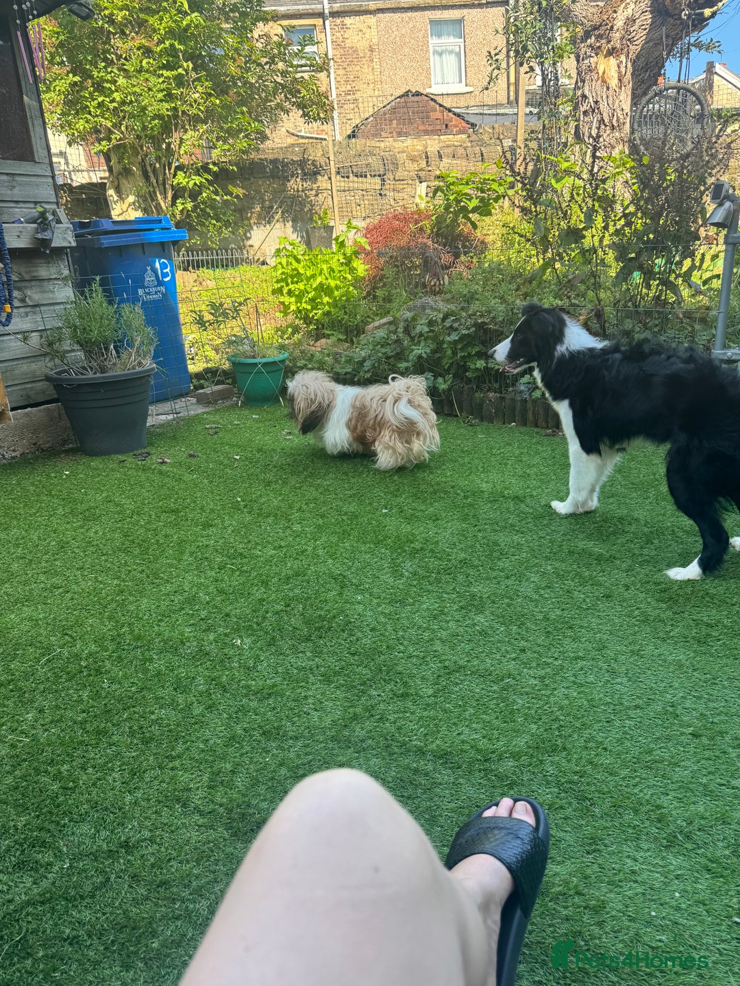 Border Collie dogs for sale: Border collie ( Cali )  - Image 3